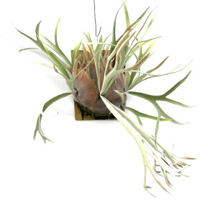 (i) rJNV_ r[`[ (No.41044) (RE ϗtA  CeA ݂艺 Ǌ| ~j ^ ^  B[`[ xC`[ Platycerium veitchii)