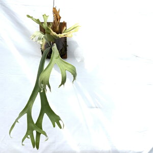 (i) rJNV_ EBL[ mix spore (cv.Siam , Silvery dwarf) (No.41149) (RE ϗtA  CeA ݂艺 Ǌ| ~j ^ ^  Platycerium willinckii VA V Vx