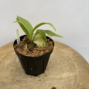 (i) rJNV_ (CfB[ × r[`[ A[oo[) (TC) (No.41169) (RE ϗtA  CeA ݂艺 Ǌ| ~j ^ ^  Platycerium Rydeen veitchii auburn river 