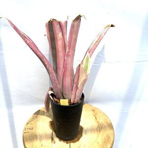 (i) rxMA 'C[Y A{' (No.62587) (ϗtA  Ǌ| CeA ~j ^ ^ ݂艺  ^NuA Billbergia Louise albo)