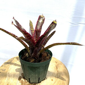 (i) lIQA 'Vt@[' (No.62200) (ϗtA  Ǌ| CeA ~j ^ ^ ݂艺  ^NuA Neoregelia 'Lucifer')