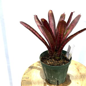 (i) lIQA 'zbgtbV' (No.62414) (ϗtA  Ǌ| CeA ~j ^ ^ ݂艺  ^NuA Neoregelia hot flash)
