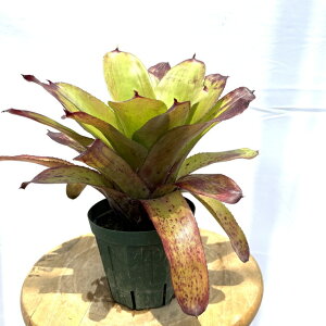 (i) lIQA 'Xgx[ [' (No.62099) (ϗtA  Ǌ| CeA ~j ^ ^ ݂艺  ^NuA Neoregelia 'Strawberry Roan')