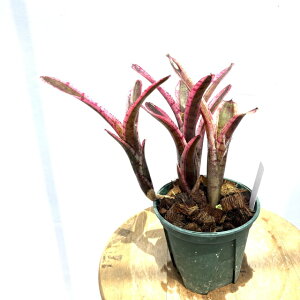 (i) lIQA 'zCgzbgGo[' (No.62413) (ϗtA  Ǌ| CeA ~j ^ ^ ݂艺  ^NuA Neoregelia white hot ember)