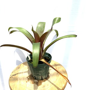 (i) t[J^A 'WGb^' (No.62525) (^NuA ϗtA  Ǌ| CeA ~j ^ ^ ݂艺 Ԍz hybrid Vriecantarea 'Julietta')