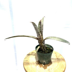 (i) GNA kfBJEX 'Vo[Xg[N' (No.62202) (ϗtA  Ǌ| CeA ~j ^ ^ ݂艺  ^NuA Aechmea nudicaulis 'Silver Streak')