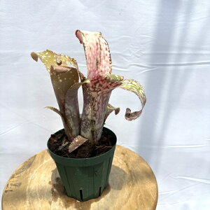 (i) rxMA 'V' (No.62268) (ϗtA  Ǌ| CeA ~j ^ ^ ݂艺  ^NuA Billbergia 'Cimmeron')