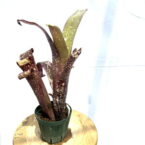 (i) rxMA z(L[Y ubN × (A_ × h~SX}[eBX)) (No.62019) (ϗtA  Ǌ| CeA ~j ^ ^ ݂艺  ^NuA Bil