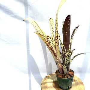 (i) rxMA 'm[UCc' (No.62342) (ϗtA  Ǌ| CeA ~j ^ ^ ݂艺  ^NuA Billbergia Northen Lights z Ao n Arriba × Halle