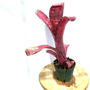 (i) rxMA 'LY ubN' (No.62280) (ϗtA  Ǌ| CeA ~j ^ ^ ݂艺  ^NuA Billbergia 'Carrone's Black')