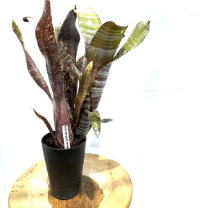 (i) rxMA z (Domingos Martins × Beadleman) × windergig special #1 (No.62492) (ϗtA  Ǌ| CeA ~j ^ ^ ݂艺  ^NuA Billbergia hybrid h~S