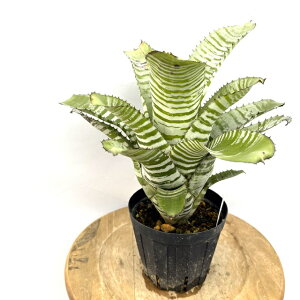 (i) GNA `eBj[ z (No.61791) (ϗtA  Ǌ| CeA ~j ^ ^ ݂艺  ^NuA Aechmea chantinii hybrid)