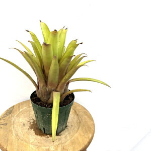(i) GNA I[fBAi ssp. xC ? (No.62450) (ϗtA  Ǌ| CeA ~j ^ ^ ݂艺  ^NuA Aechmea orlandiana ssp. belloi ? ז̂܂)