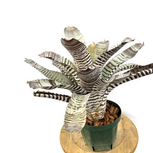 (i) GNA `eBj[ z (No.62497) (ϗtA  Ǌ| CeA ~j ^ ^ ݂艺  ^NuA Aechmea chantinii hybrid)