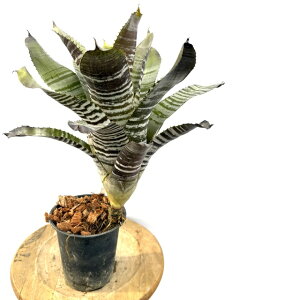 (i) GNA `eBj[ ~j (No.62305) (ϗtA  Ǌ| CeA ~j ^ ^ ݂艺  ^NuA Aechmea chantinii mini hybrid)