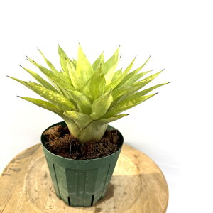 (i) JjXg s (No.62504) (ϗtA  Ǌ| CeA ~j ^ ^ ݂艺  ^NuA Canistrum sp. hybrid ???)