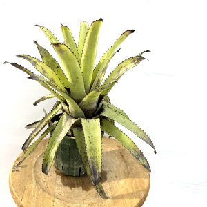 (i) JjXg tA (No.62460) (ϗtA  Ǌ| CeA ~j ^ ^ ݂艺  ^NuA Canistrum Flare)