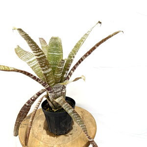 (i) zwxMA RCAAEWC (No.62193) (ϗtA  Ǌ| CeA ~j ^ ^ ݂艺  ^NuA Hohenbergia correia-araujoi)