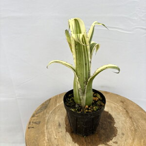 (i) zwxMA 'J[' (No.62294) (ϗtA  Ǌ| CeA ~j ^ ^ ݂艺  ^NuA Hohenbergia 'Karla')