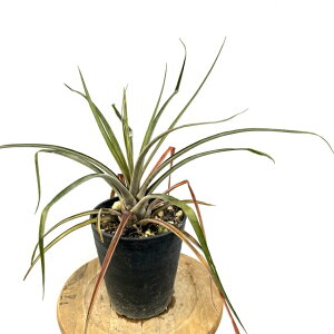(i) ViGA vMtH~X (No.62315) (ϗtA  Ǌ| CeA ~j ^ ^ ݂艺  ^NuA Racinaea pugiformis)