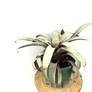 (i) t[ZA TfV[ (No.62518) (ϗtA  Ǌ| CeA ~j ^ ^ ݂艺  ^NuA Vriesea saundersii)