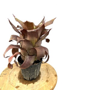 (i) zwQA 'ACXeB[' (No.61713) (ϗtA  Ǌ| CeA ^ ݂艺  ^NuA Ԍz Hohenregelia 'Ice Tea')