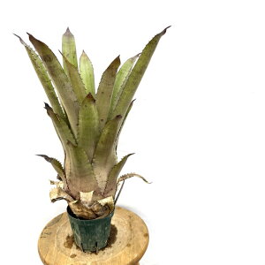 (i) zwxMA 'p[v}WFXeB' (No.62198) (ϗtA  Ǌ| CeA ~j ^ ^ ݂艺 ^NuA I|hzXeB × JeBKG GK[