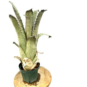 (i) zwxMA sp.ThY}Ee (No.62503) (ϗtA  Ǌ| CeA ~j ^ ^ ݂艺  ^NuA Hohenbergia sp. Sandra's Mountain)