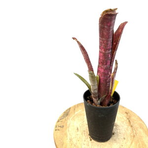 (i) rxMA 'ojXt@N^[' (No.62589) (ϗtA  Ǌ| CeA ~j ^ ^ ݂艺  ^NuA Billbergia Bunniss factor)