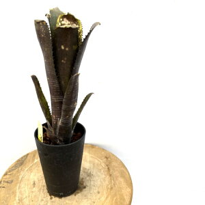 (i) rxMA 'JiIp[' (No.62590) (ϗtA  Ǌ| CeA ~j ^ ^ ݂艺  ^NuA Billbergia Kawanas opal)