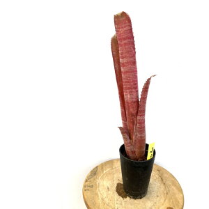 (i) rxMA 'BA[Y' (No.62494) (ϗtA  Ǌ| CeA ~j ^ ^ ݂艺  ^NuA Billbergia la vie en rose)