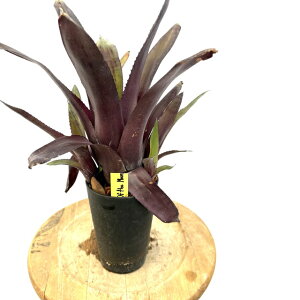 (i) rxMA '_[NTChIuU[' (No.62594) (ϗtA  Ǌ| CeA ~j ^ ^ ݂艺  ^NuA Billbergia dark side of the moon)