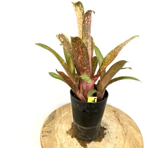 (i) rxMA 'R[s[`Tf[' (No.62595) (ϗtA  Ǌ| CeA ~j ^ ^ ݂艺  ^NuA Billbergia Kolan Peach sunday)
