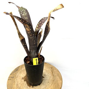 (i) rxMA 'Ji}XJ[h' (No.62596) (ϗtA  Ǌ| CeA ~j ^ ^ ݂艺  ^NuA Billbergia Kawanas masquerade)