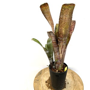 (i) rxMA '[`[u' (No.62347) (ϗtA  Ǌ| CeA ~j ^ ^ ݂艺  ^NuA Billbergia 'Youtube' RX h~SX}[eBX z