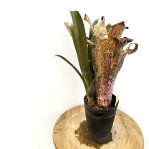 (i) rxMA 'JiAWXgX^[' (No.62598) (ϗtA  Ǌ| CeA ~j ^ ^ ݂艺  ^NuA Billbergia Kawanas Amethyst Star)