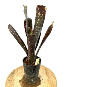 (i) rxMA 'vbN[q[g' (No.62599) (ϗtA  Ǌ| CeA ~j ^ ^ ݂艺  ^NuA Billbergia Prickly Heat)