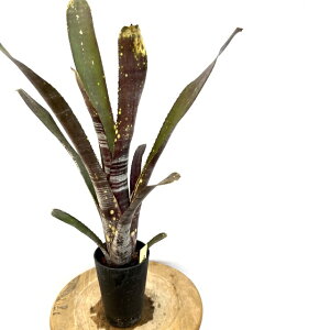 (i) rxMA 'R[Ws^[' (No.62600) (ϗtA  Ǌ| CeA ~j ^ ^ ݂艺  ^NuA Billbergia Kolan Jupiter)