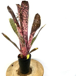 (i) rxMA 'OhsN' (No.62602) (ϗtA  Ǌ| CeA ~j ^ ^ ݂艺  ^NuA Billbergia Grand Pink)