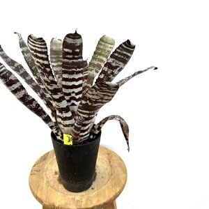(i) GNA `eBj[ ubNG{j[ XyVN[ (No.62604) (ϗtA  Ǌ| CeA ~j ^ ^ ݂艺  ^NuA Aechmea chantinii Black Ebony