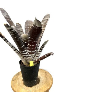 (i) GNA `eBj[ A}] (No.62605) (ϗtA  Ǌ| CeA ~j ^ ^ ݂艺  ^NuA Aechmea chantinii amazon)