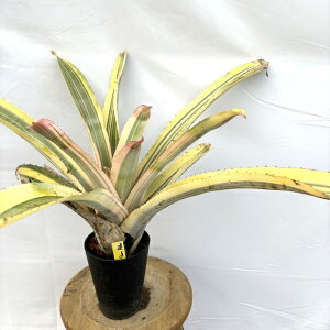 (i) GNA gn[u (No.62608) (ϗtA  Ǌ| CeA ~j ^ ^ ݂艺  ^NuA Aechmea Little Harv)