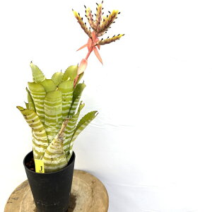 (i) GNA `eBj[ TCO[ (No.62609) (ϗtA  Ǌ| CeA ~j ^ ^ ݂艺  ^NuA Aechmea chantinii Samurai Green)