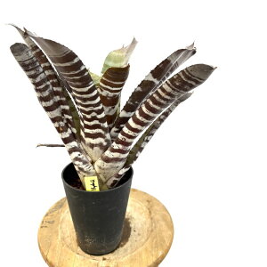(i) GNA `eBj[ ubNG{j[ nCubh (No.62607) (ϗtA  Ǌ| CeA ~j ^ ^ ݂艺  ^NuA Aechmea chantinii Black Ebony hybrid)