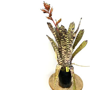 (i) GNA I[fBAi zCgiCg (No.62612) (ϗtA  Ǌ| CeA ~j ^ ^ ݂艺  ^NuA Aechmea orlandiana White Knight)