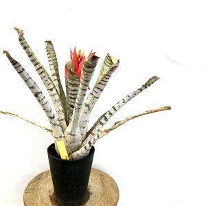 (i) GNA `eBj[ AC{[ (No.62614) (ϗtA  Ǌ| CeA ~j ^ ^ ݂艺  ^NuA Aechmea chantinii Ivory)