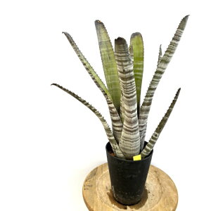 (i) GNA ImR (No.62615) (ϗtA  Ǌ| CeA ~j ^ ^ ݂艺  ^NuA Aechmea orinoco)