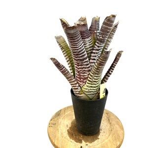 (i) GNA `eBj[ _[NfI (No.62617) (ϗtA  Ǌ| CeA ~j ^ ^ ݂艺  ^NuA Aechmea chantinii dark deleon)