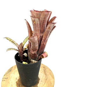 (i) GNA kfBJEX 'LfBP[' (No.62618) (ϗtA  Ǌ| CeA ~j ^ ^ ݂艺  ^NuA Aechmea nudicaulis 'Candy Cane')