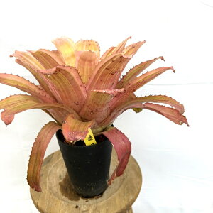 (i) GNA '^Cbh A{' (No.62619) (ϗtA  Ǌ| CeA ~j ^ ^ ݂艺  ^NuA Aechmea 'Thai Red albo')